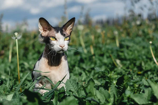 자연의 Sphynx 브러시 고양이 — 스톡 사진