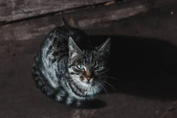 Gatinho Com Coloração Manchada Fundo Velho Preto — Fotografia de Stock