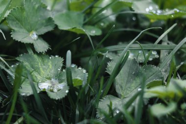 Çiğ yeşil sabah kalkıyor. Bitki makro üzerinde su damlaları.