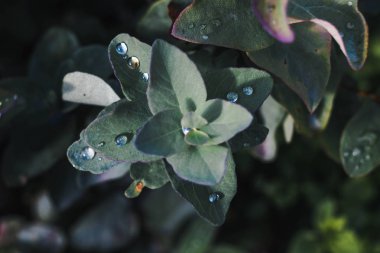 Çiğ yeşil sabah kalkıyor. Bitki makro üzerinde su damlaları.