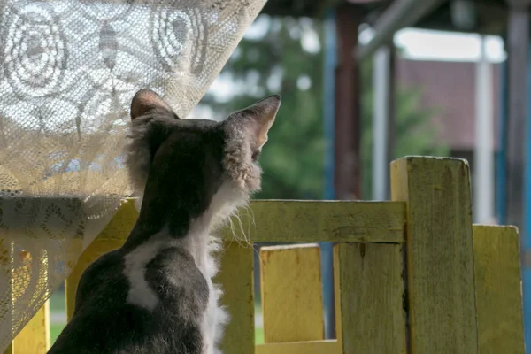 A black and white sphinx cat looks over the fence to the street