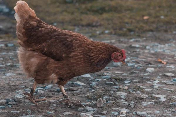 Una Gallina Roja Sobre Fondo Madera Pueblo —  Fotos de Stock