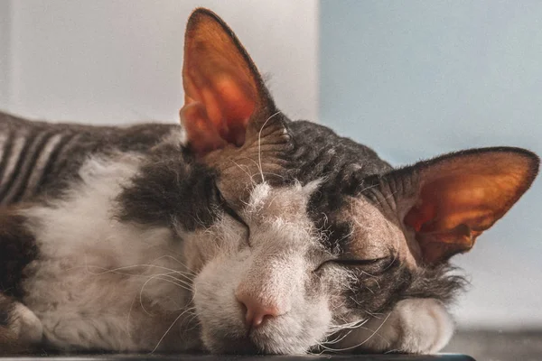 Sphynx Gato Dormindo Sol Fundo Branco Azul — Fotografia de Stock