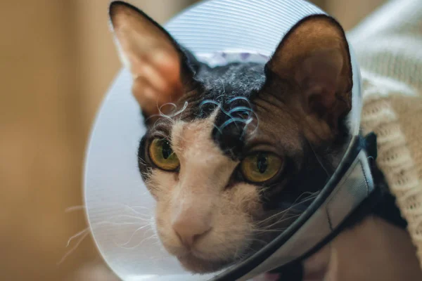 Gato Doente Gato Vestindo Colar Protetor Buster Também Conhecido Como — Fotografia de Stock