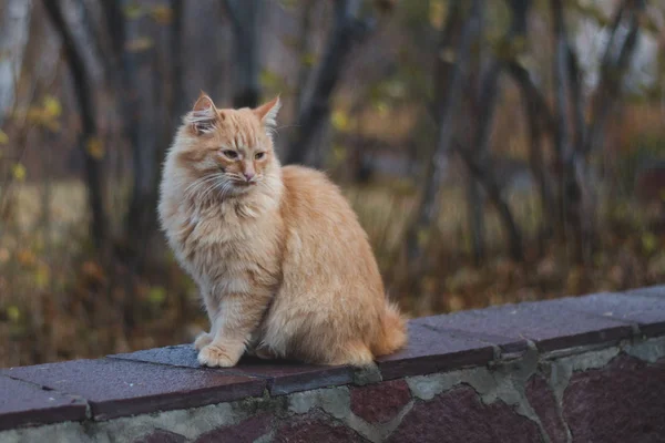 Vermelho Selvagem Gato Sentado Parede Pedra Rua — Fotografia de Stock