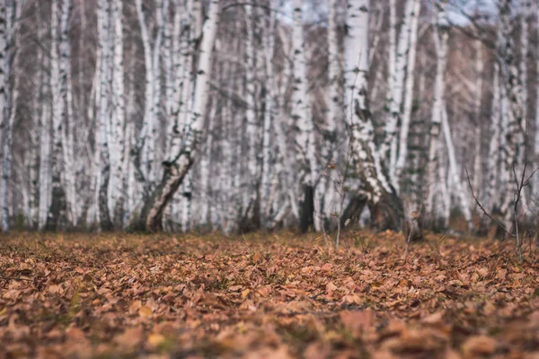 Betula Pendula 줄기가을 숲에서 자작나무 선택적 포커스와 필드의 — 스톡 사진