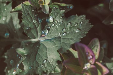 Çiğ yeşil sabah kalkıyor. Bitki su damlaları.