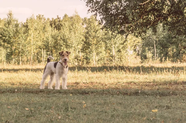 A cute tri-color fox terrier stand on the green grass and looking away. It running in the garden which has tree as a background. It has copy space for text and advertisement, toned image, spring