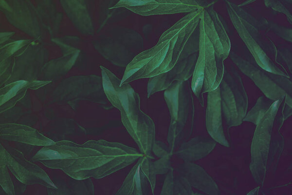 Глубоко выцветшие зеленые листья фона. Креативная планировка. Тонированный фильтр изображения. Черный и зеленый, тонированный образ, весна
