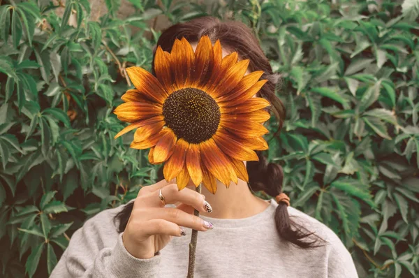 Girl hides her face behind a sunflower. Flower instead of face, toned image, spring