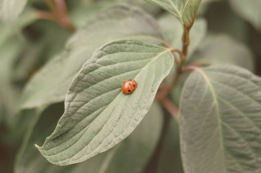 Uğur böceği yaprak yeşil ve bulanık arka planı yeşil