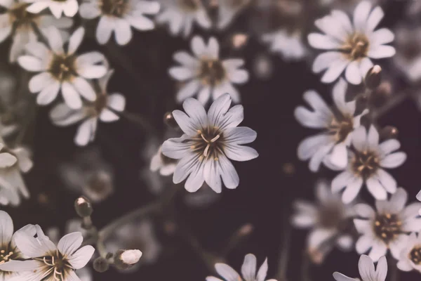 Floresta pequenas flores brancas em um fundo preto Imagem De Stock