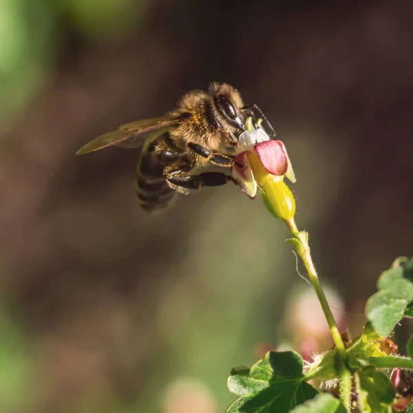 Les abeilles mellifères pollinisent la fleur rose dans le pré printanier. Scène naturelle saisonnière . — Photo