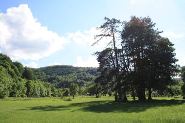 güneşli gün ormanıyla çevrili yeşil çayır 