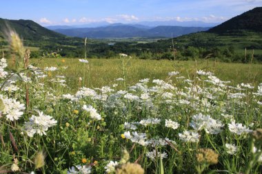 beyaz çiçekler ve dağ çayır arka plan üzerinde ısmarlayarak 