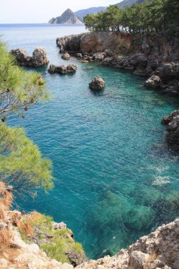 ısmarlayarak ağacının mavi deniz kıyısında güneşli gün kapalı. 