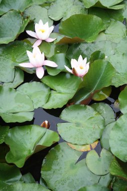 Gölde, çiçek açan nilüferler yakın çekim 
