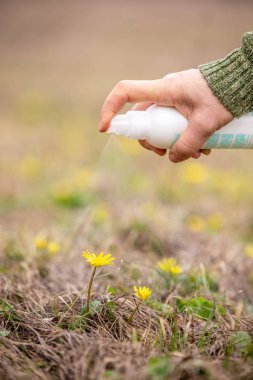 Gübre sarı bir çiçek üzerine bir püskürtücü ile püskürtme.