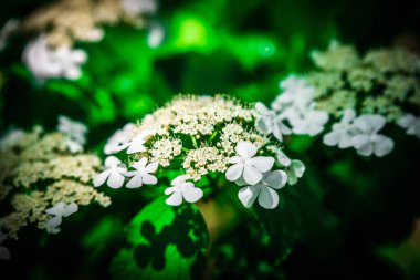 Baharda Arrowwood (Viburnum) çiçekler