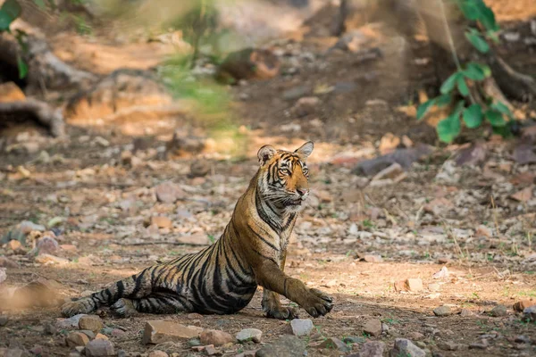 Wild Bengal Tiger Cub resting near mother and sibling in a beautiful light in evening safari to the Ranthambore national park, Sawai Madhopur, India - panthera tigris