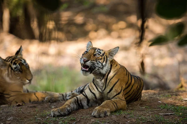 Angry Tiger cub expressions resting in tree shadow and waiting for their mother on a morning safari to ranthambore national park, rajasthan, india