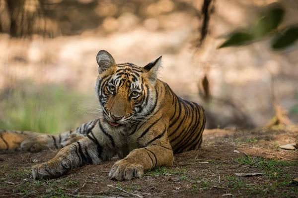 Bengal Tiger cub expressions resting in tree shadow and waiting for their mother on a morning safari to ranthambore national park, rajasthan, india