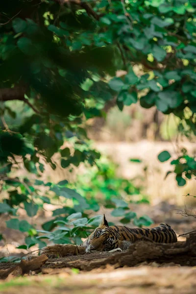 Bengal Tiger cub expressions resting in tree shadow and waiting for their mother on a morning safari to ranthambore national park, rajasthan, india