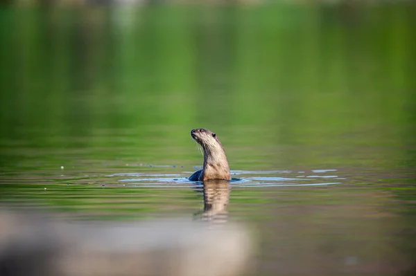 Smooth coated otter or Lutrogale pers mirror image playing in green calm water of ramganga river at jim corbett national park, uttarakhand, india