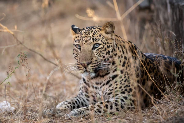 urban area Indian leopard head shot looking straight to the camera with intense expressions at jhalana forest reserve Jaipur - panthera pardus. wildlife scene with danger and elusive animal an early morning encounter with ghost of the jungle.