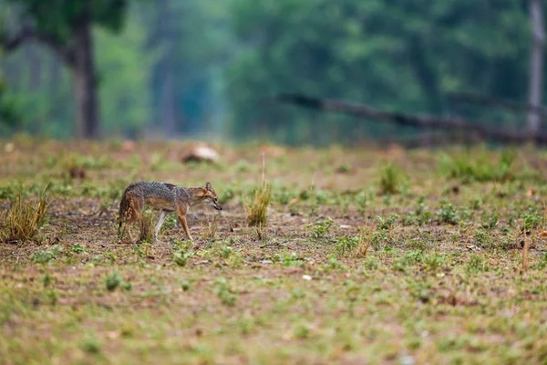 Nature Painting or scenery by Indian jackal Canis aureus indicus or Himalayan jackal or Golden jackal in early morning blue hours at forest of central india kanha national park, madhya pradesh, india