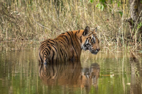 Bandhavgarh Tiger or Wild Male Bengal Tiger or Rajbehra male cub Cooling off in water with reflection in bandhavgarh tiger reserve or national park, Madhya pradesh, India - Panthera Tigris