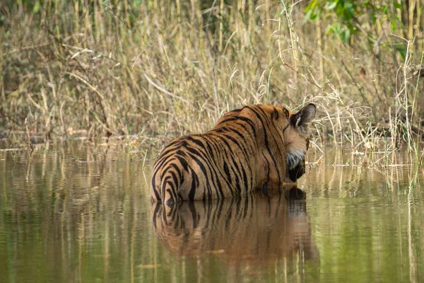 Bandhavgarh Tiger or Wild Male Bengal Tiger or Rajbehra male cub Cooling off in water with reflection in bandhavgarh tiger reserve or national park, Madhya pradesh, India - Panthera Tigris