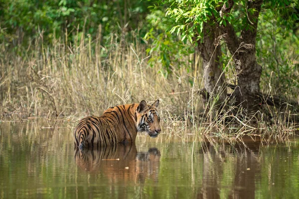 Bandhavgarh Tiger or Wild Male Bengal Tiger or Rajbehra male cub Cooling off in water with reflection in bandhavgarh tiger reserve or national park, Madhya pradesh, India - Panthera Tigris