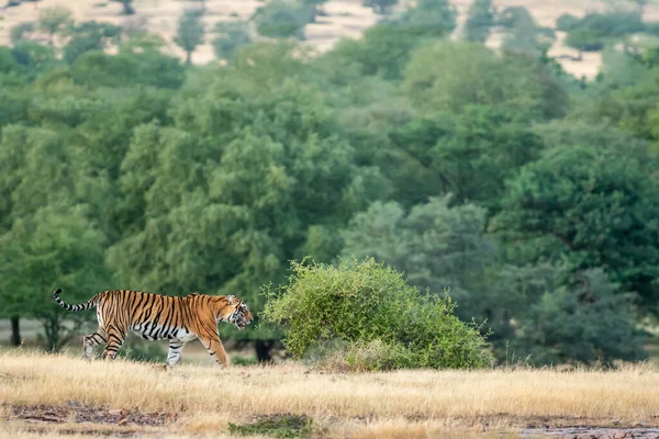 wild bengal tiger walking in open field with natural scenic landscape of ranthambore national park or tiger reserve rajasthan india