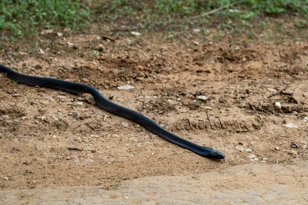 Cobra or Indian cobra or Naja naja or spectacled cobra or Asian cobra or binocellate cobra a venomous snake or serpent with tongue out at jhalana forest or leopard reserve jaipur rajasthan india