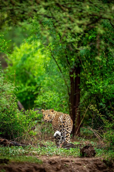 Wild male leopard or panther or panthera pardus fusca with eye contact walking in natural scenic green background in monsoon season safari in forest of central india