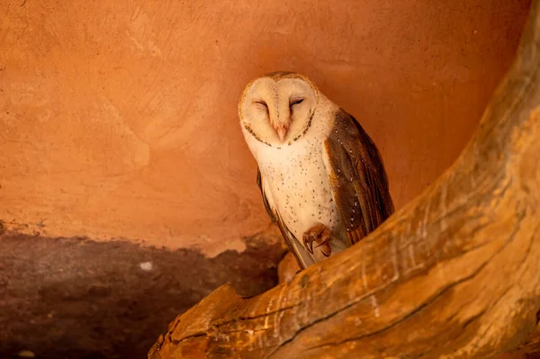 barn owl or Tyto alba portrait sitting on a dead tree trunk in historical gate at ranthambore national park or tiger reserve rajasthan india