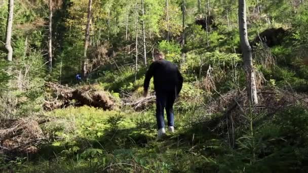 Tipo Bosque Las Montañas Recoge Leña Para Incendio Día Soleado — Vídeo de stock