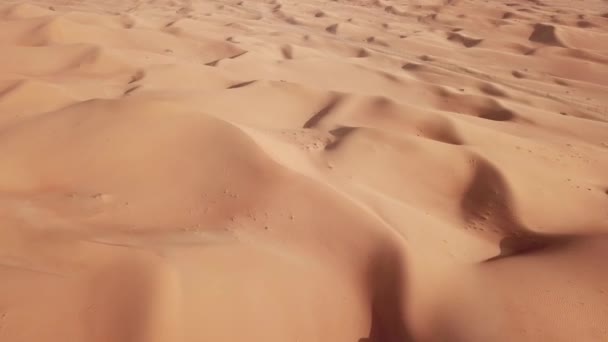 4k 鸟图在阿布·达比沙漠中的沙丘。阿联酋. — 图库视频影像