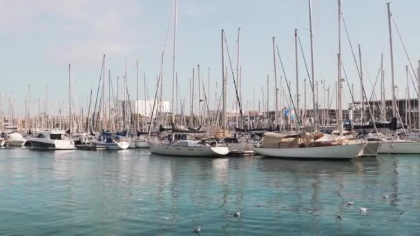 Muitos iates e navios na marina. Um veleiro está ancorado no cais com gaivotas — Vídeo de Stock