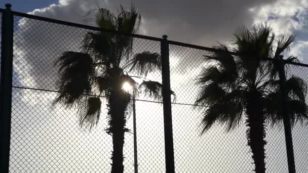 Akumulující paprsky slunce a aby jejich cestu přes listy palmy — Stock video