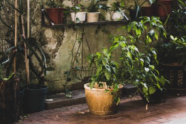 Macau, Çin'deki sahil köyü Coloane'den sahneler ve enstantaneler