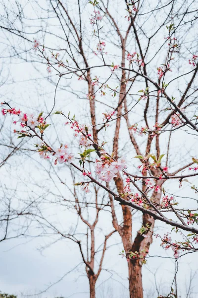 Sakura flores de primavera en el Parque Gicun en Shanghai, China —  Fotos de Stock