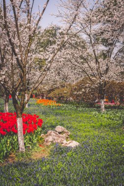 Hangzhou Prince Bay Park'ta çiçek açan Sakura kiraz çiçekleri, Çin