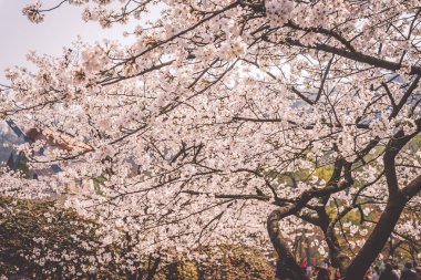 Hangzhou Prince Bay Park'ta çiçek açan Sakura kiraz çiçekleri, Çin