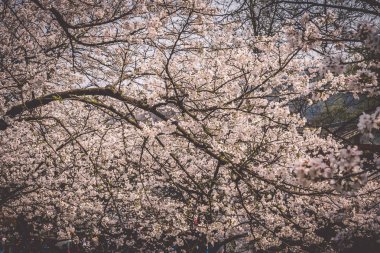 Hangzhou Prince Bay Park'ta çiçek açan Sakura kiraz çiçekleri, Çin