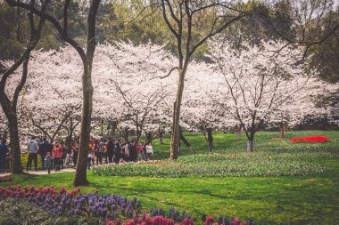 Hangzhou Prince Bay Park'ta çiçek açan Sakura kiraz çiçekleri, Çin