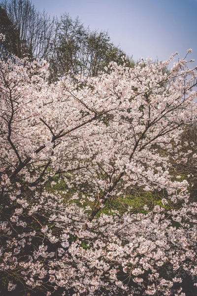 樱花在中国杭州王子湾公园盛开 — 图库照片