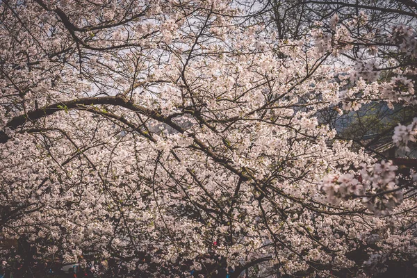 Sakura Cherry Blossoms bloei in Prince Bay Park in Hangzhou, China — Stockfoto