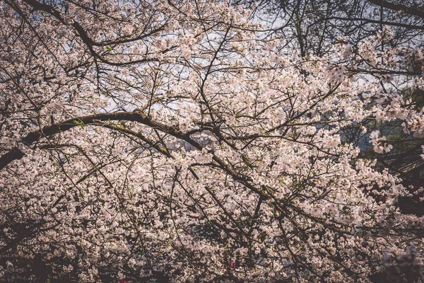 Sakura Cherry Blossoms bloei in Prince Bay Park in Hangzhou, China — Stockfoto